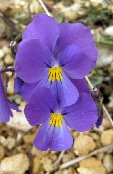 Viola eugeniae / Viola di Eugenia